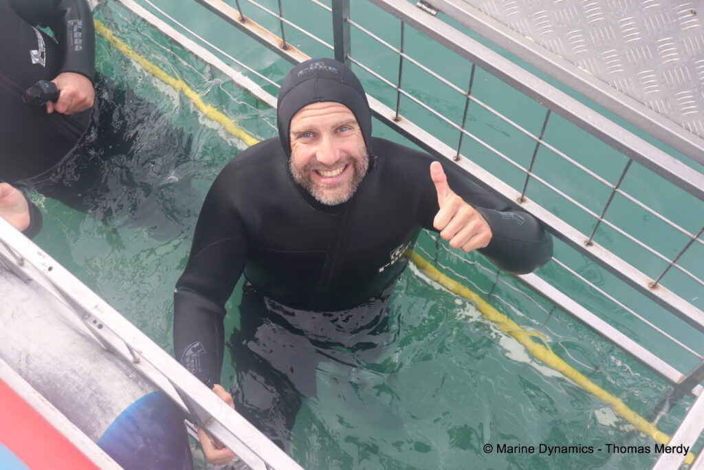 Shark cage diving, South Africa, Gansbaai