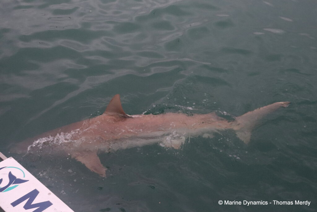 Shark cage diving, South Africa, Gansbaai