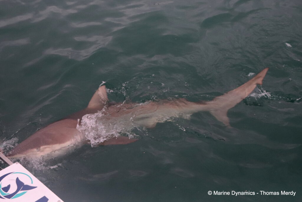 Shark cage diving, South Africa, Gansbaai