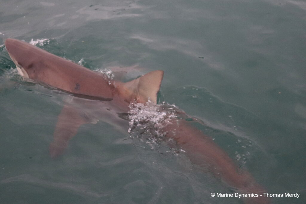 Shark cage diving, South Africa, Gansbaai