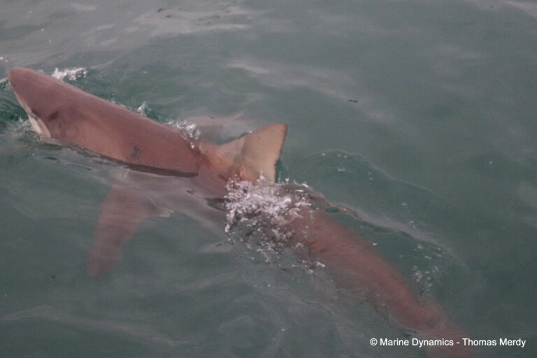 Shark cage diving, South Africa, Gansbaai