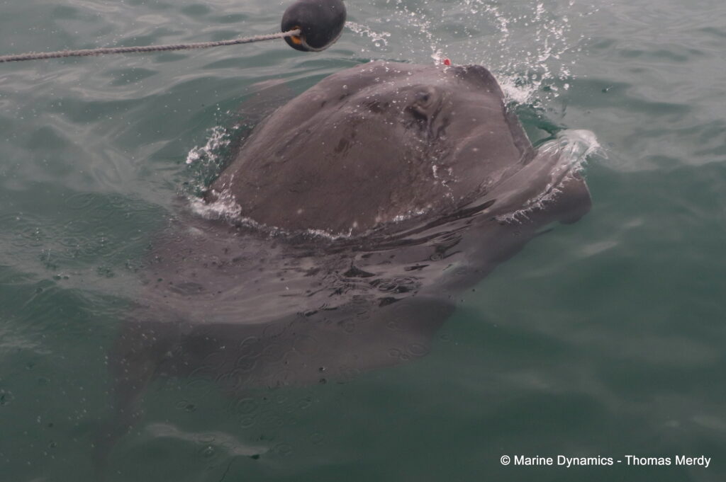 Shark cage diving, South Africa, Gansbaai