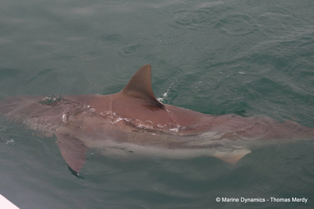 Shark cage diving, South Africa, Gansbaai