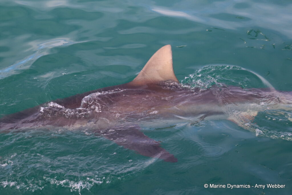 Shark cage diving, Gansbaai, South Africa