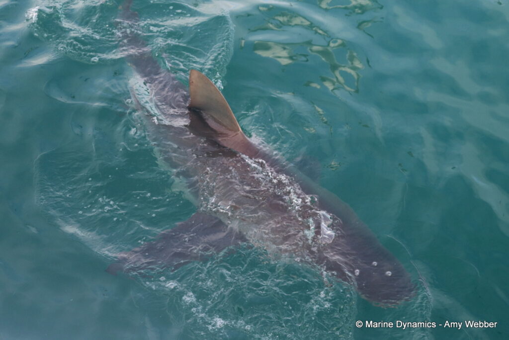 Shark cage diving, Gansbaai, South Africa