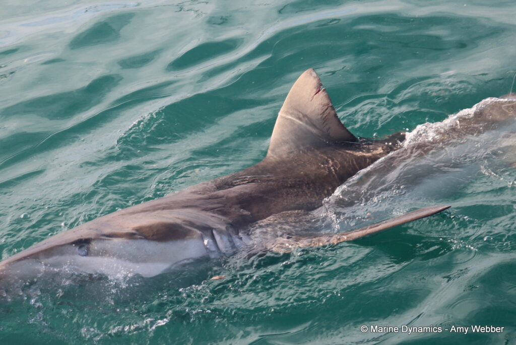 Shark cage diving, Gansbaai, South Africa