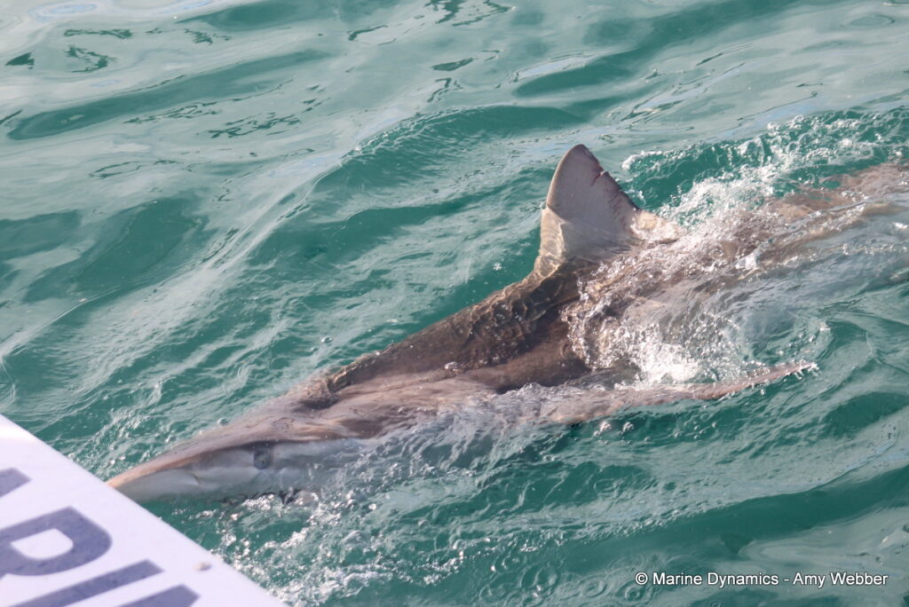 Shark cage diving, Gansbaai, South Africa
