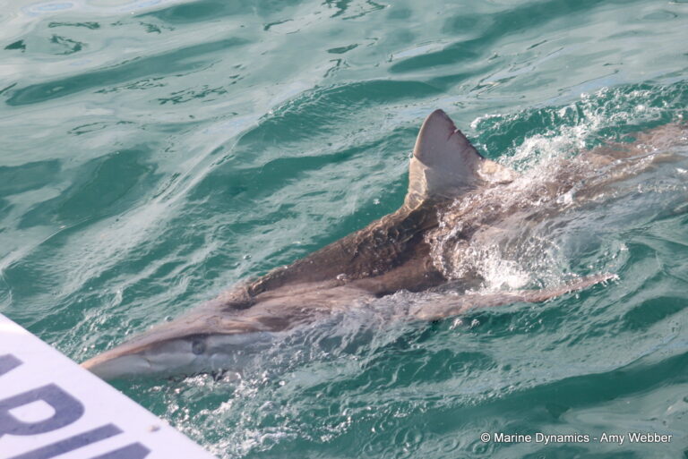 Shark cage diving, Gansbaai, South Africa