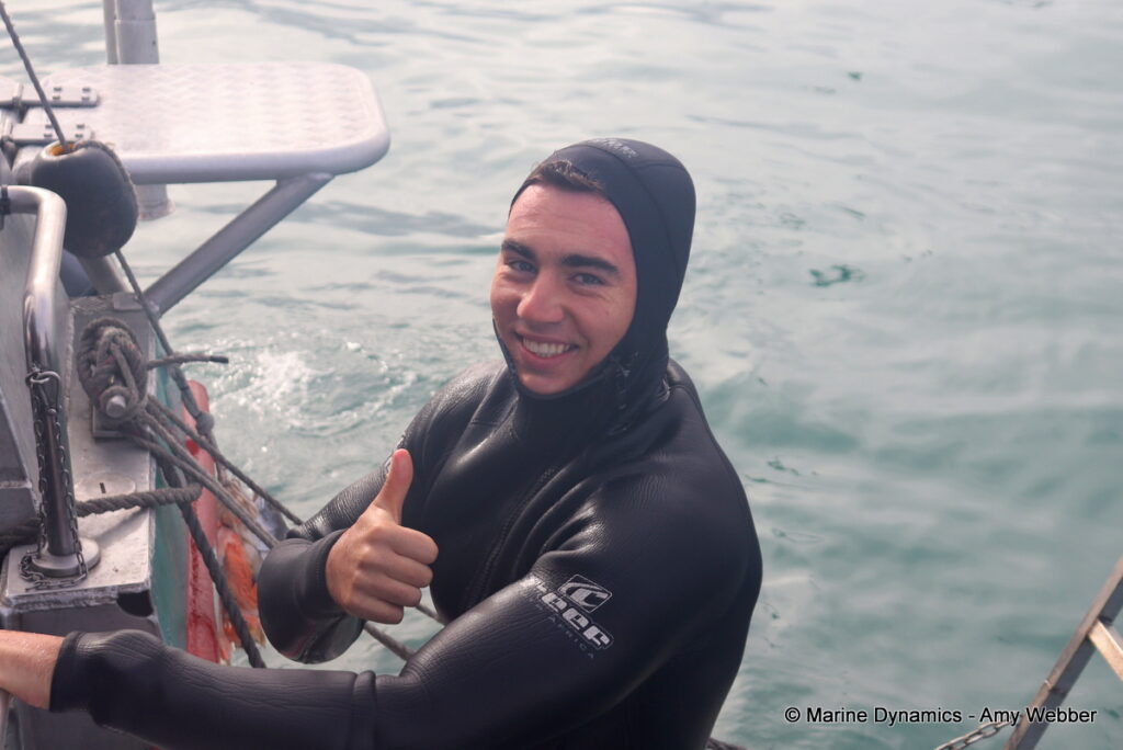 Shark cage diving, Gansbaai, South Africa