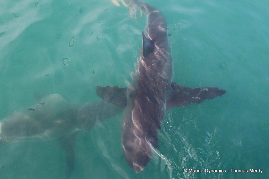 Shark cage diving, South Africa, Gansbaai