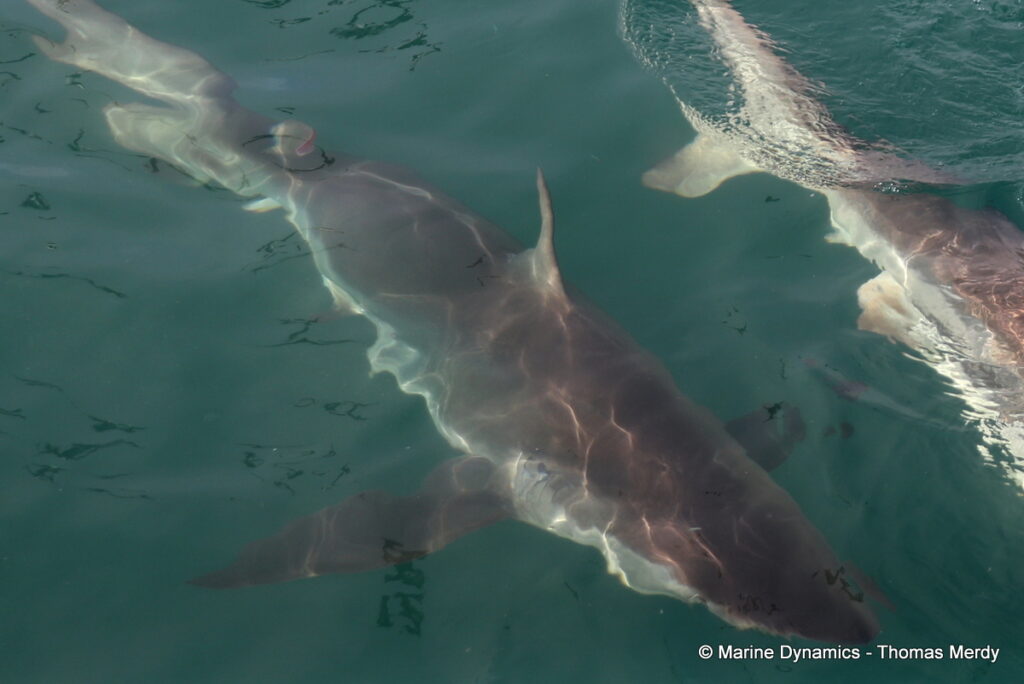Shark cage diving, South Africa, Gansbaai