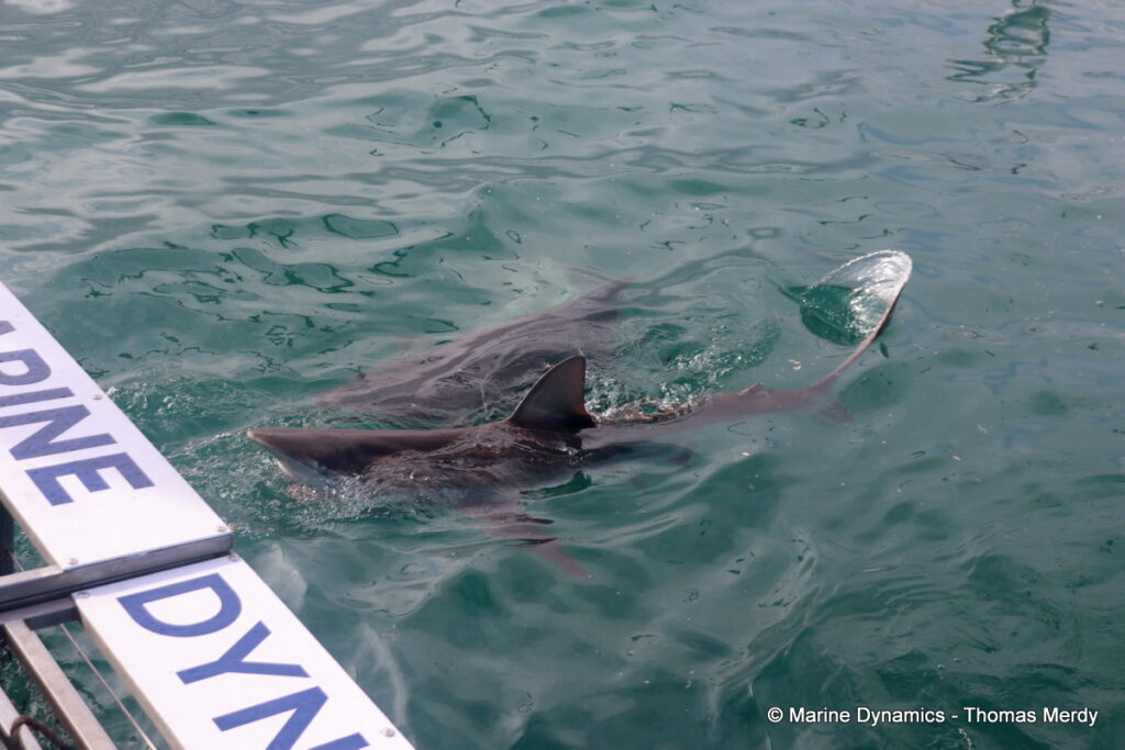 Shark cage diving, South Africa, Gansbaai