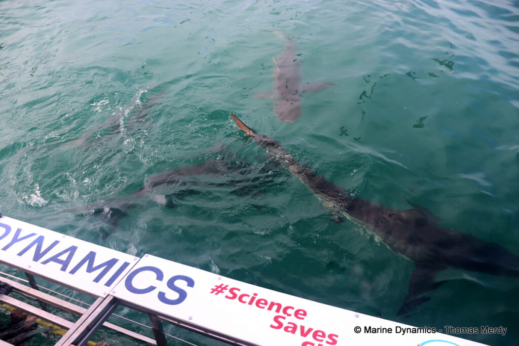 Shark cage diving, South Africa, Gansbaai