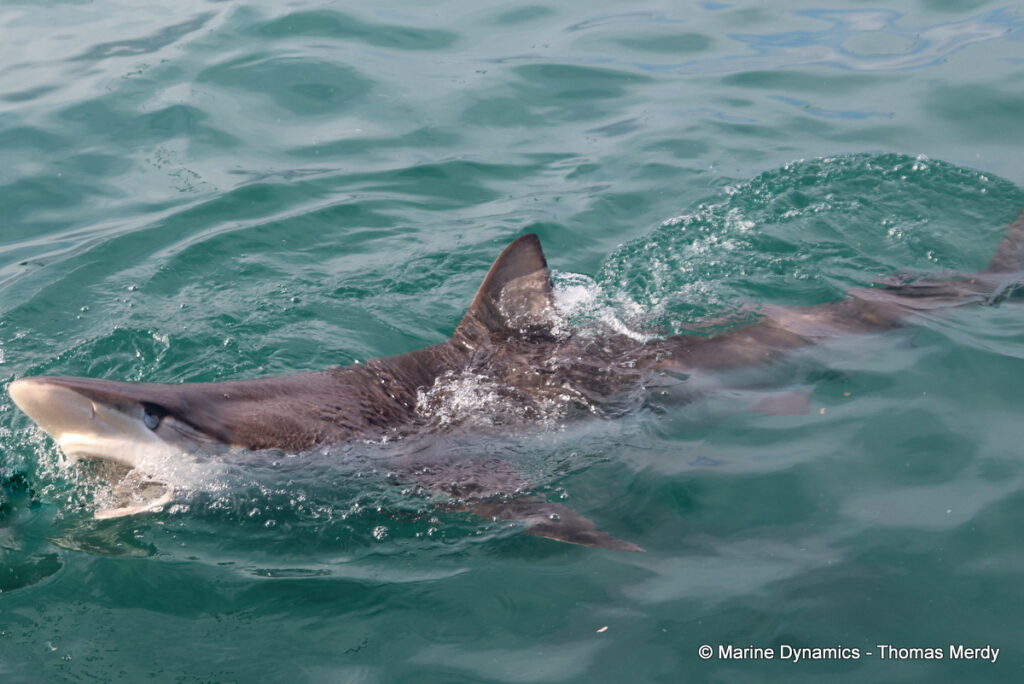 Shark cage diving, South Africa, Gansbaai