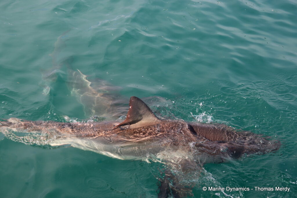 Shark cage diving, South Africa, Gansbaai