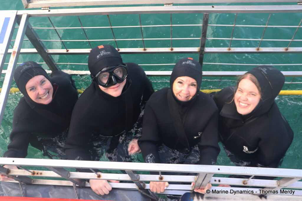 Shark cage diving, South Africa, Gansbaai