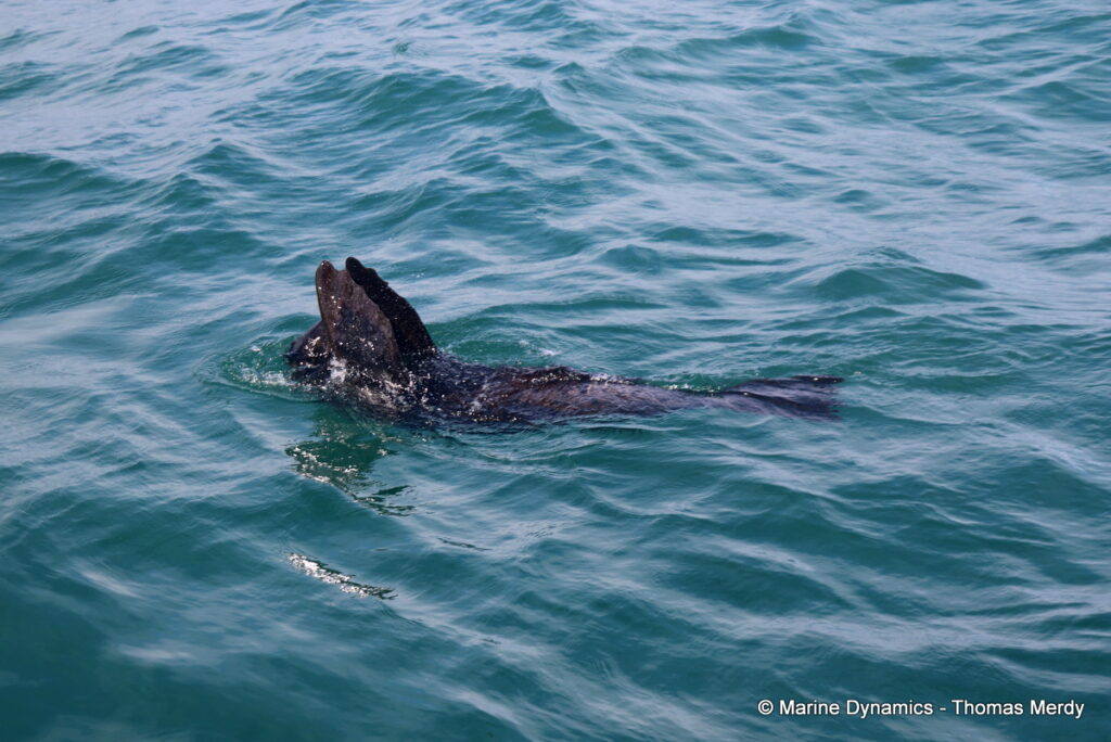 Shark cage diving, South Africa, Gansbaai