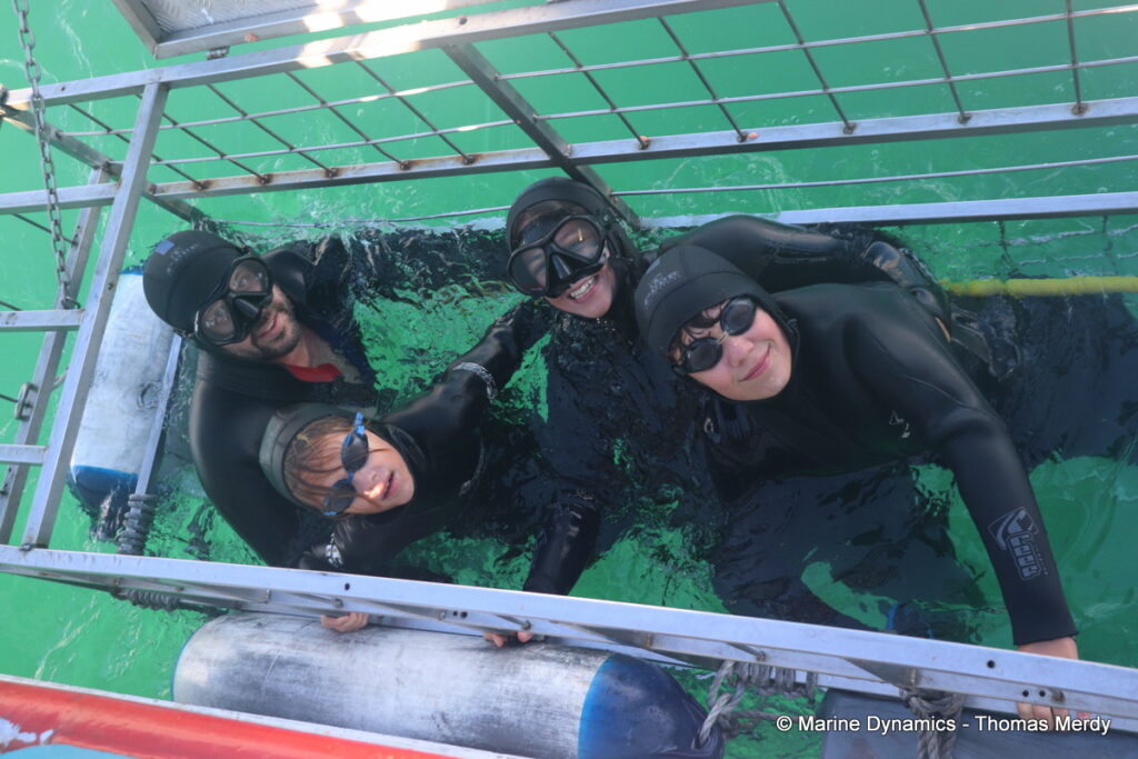 Shark cage diving, South Africa, Gansbaai
