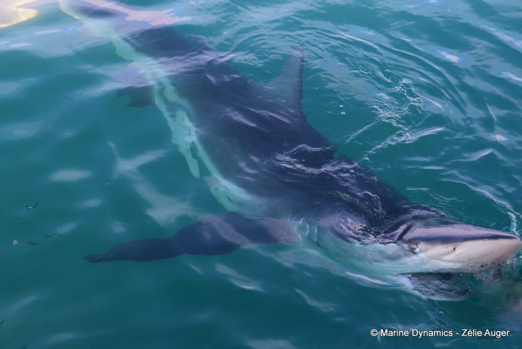Shark cage diving, South Africa, Gansbaai