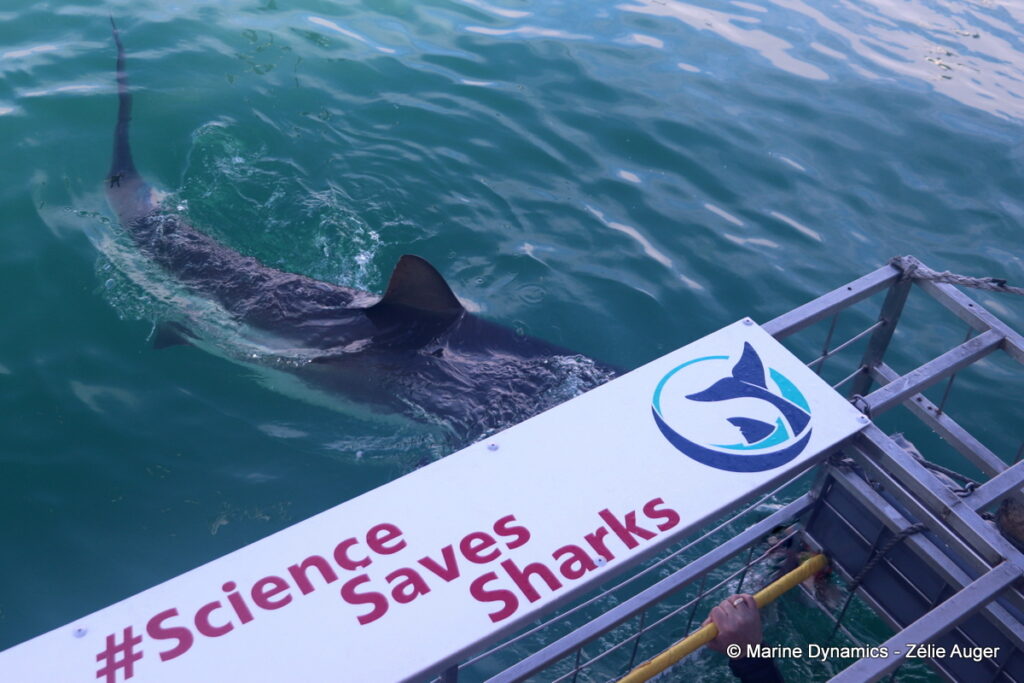 Shark cage diving, South Africa, Gansbaai