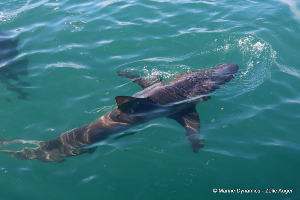 Shark cage diving, South Africa, Gansbaai