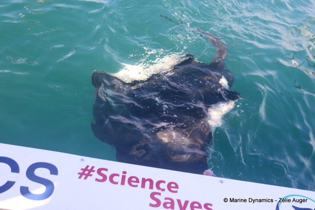 Shark cage diving, South Africa, Gansbaai