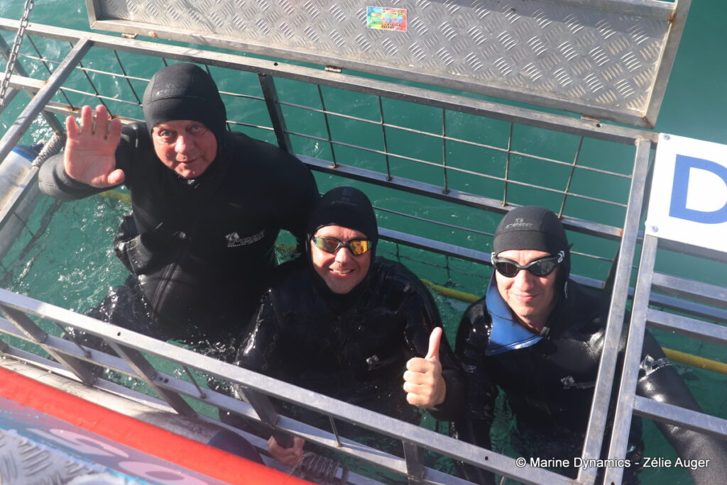 Shark cage diving, South Africa, Gansbaai