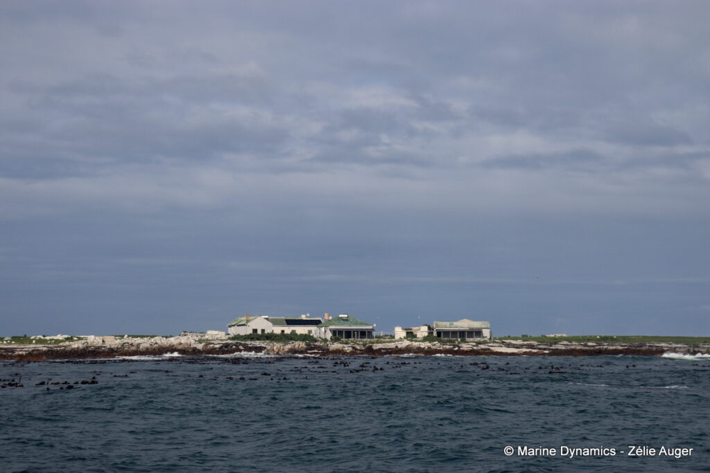 Shark cage diving, South Africa, Gansbaai