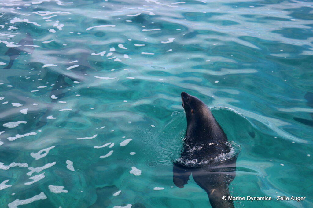 Shark cage diving, South Africa, Gansbaai
