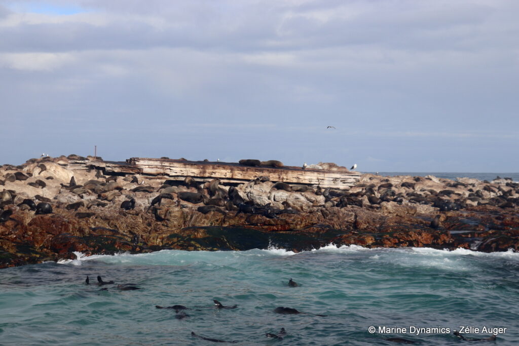 Shark cage diving, South Africa, Gansbaai
