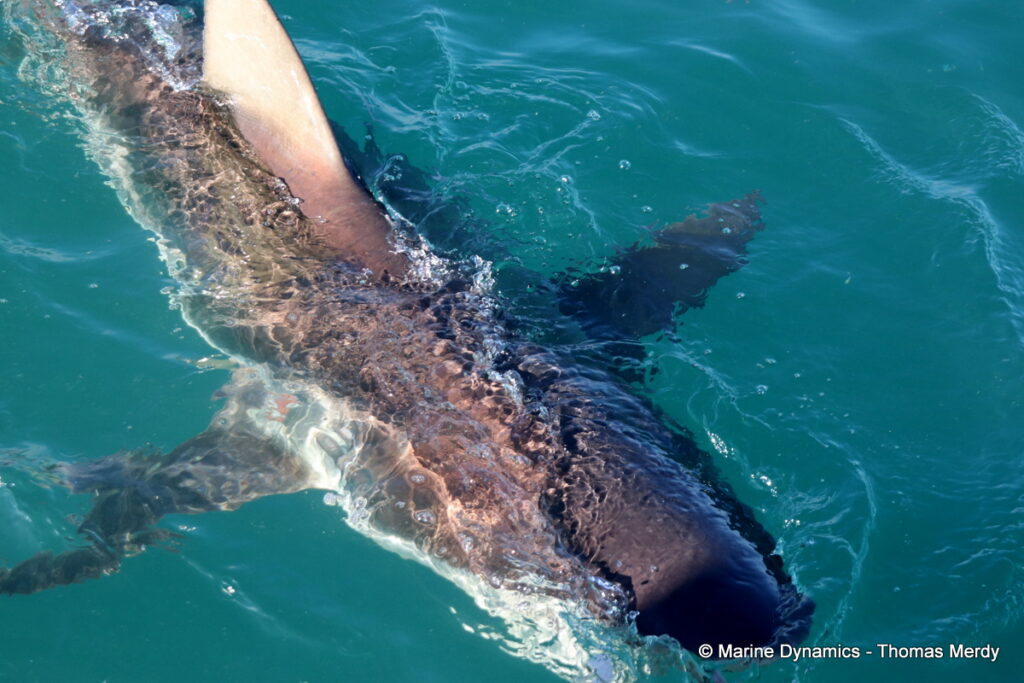 Shark cage diving, South Africa, Gansbaai