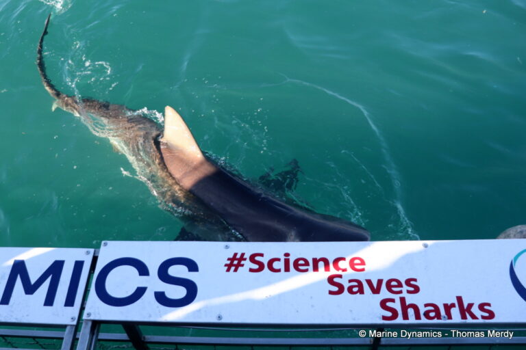 Shark cage diving, South Africa, Gansbaai