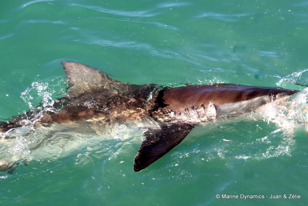 Shark cage diving, Gansbaai, South Africa