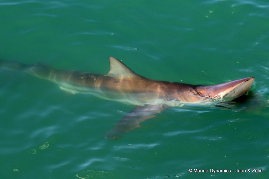 Shark cage diving, Gansbaai, South Africa
