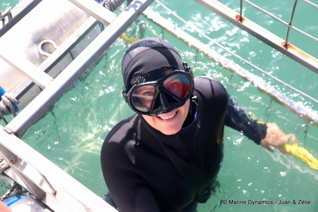 Shark cage diving, Gansbaai, South Africa