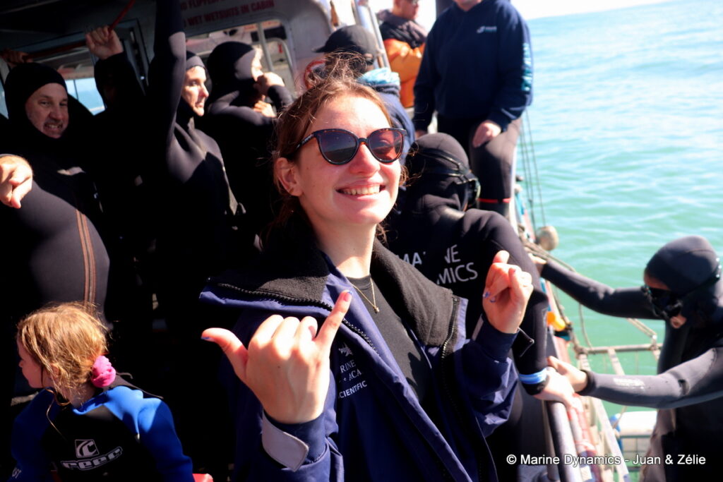 Shark cage diving, Gansbaai, South Africa