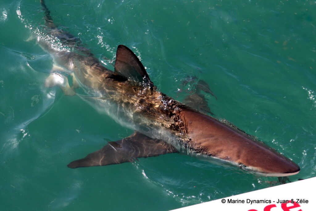 Shark cage diving, Gansbaai, South Africa