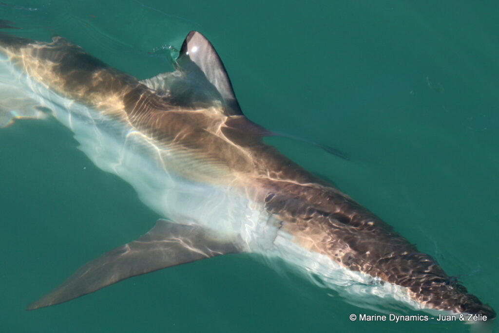 Shark cage diving, Gansbaai, South Africa