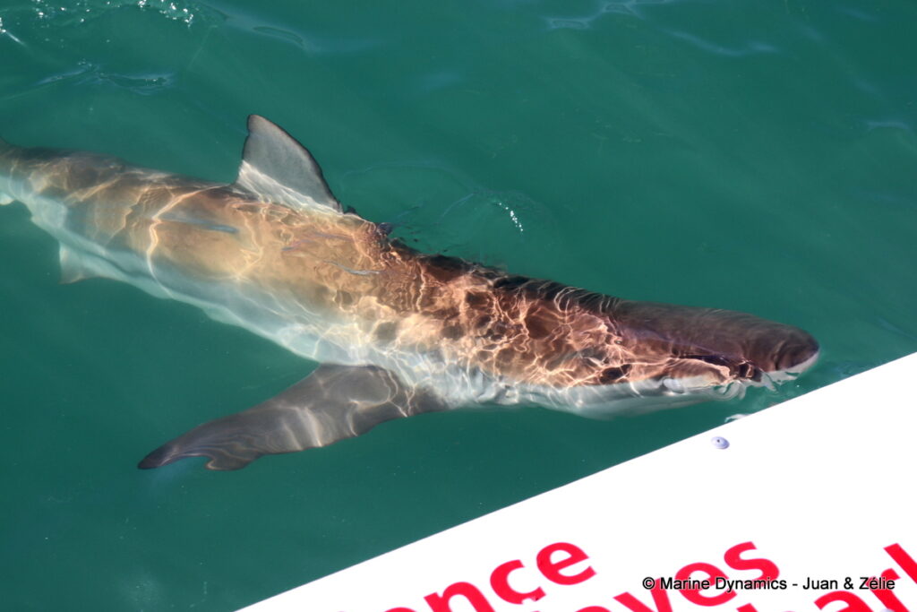 Shark cage diving, Gansbaai, South Africa