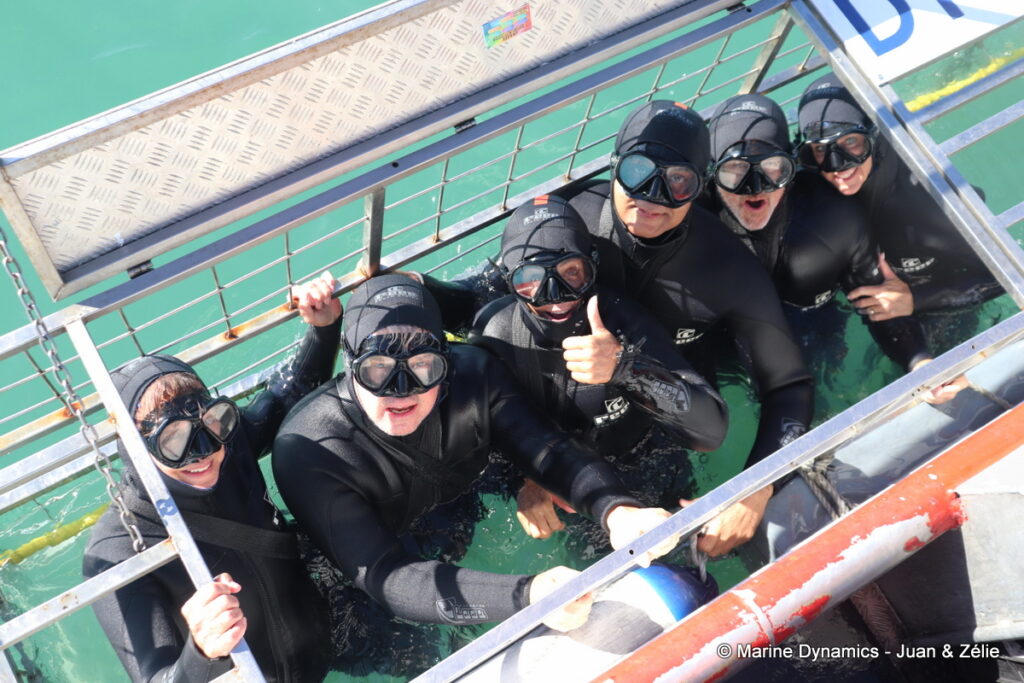 Shark cage diving, Gansbaai, South Africa