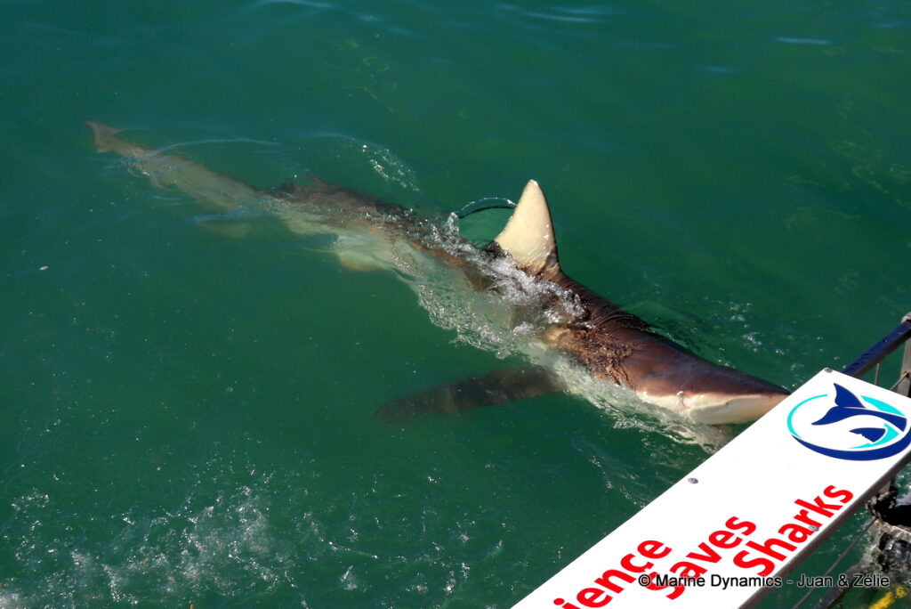 Shark cage diving, Gansbaai, South Africa