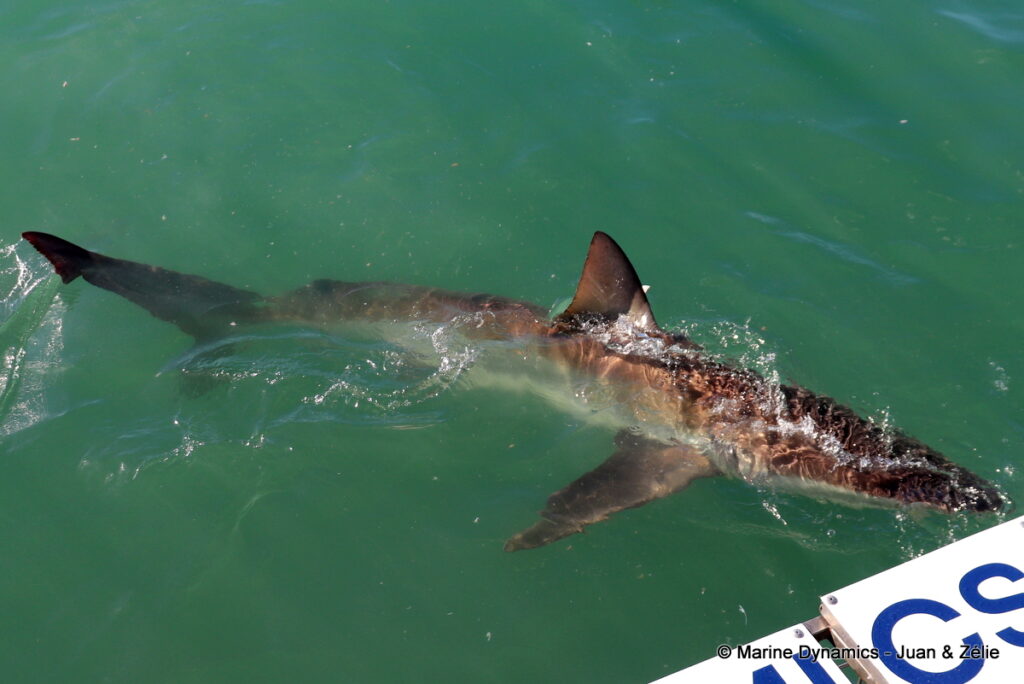 Shark cage diving, Gansbaai, South Africa