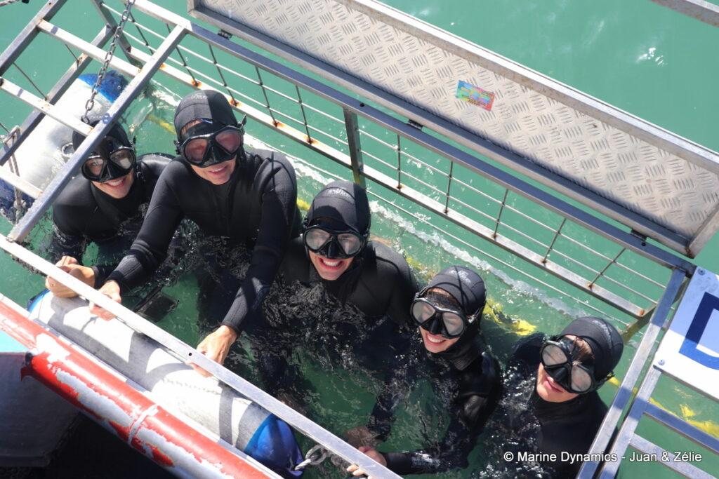 Shark cage diving, Gansbaai, South Africa