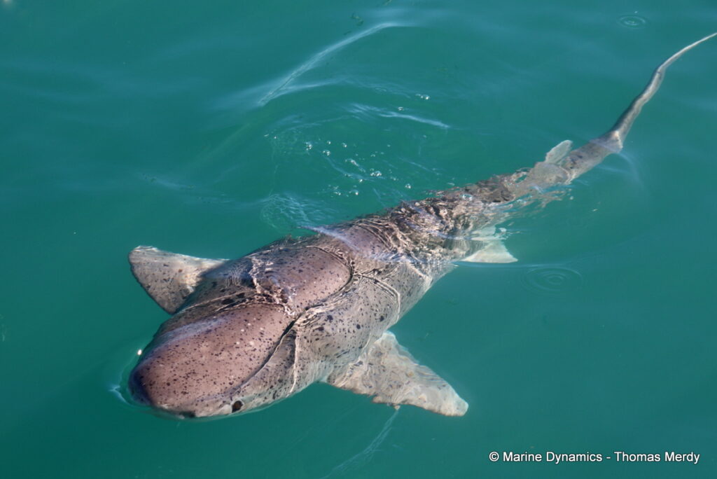 Shark cage diving, Gansbaai, South Africa