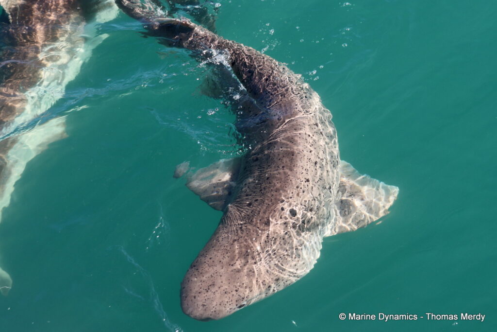 Shark cage diving, Gansbaai, South Africa