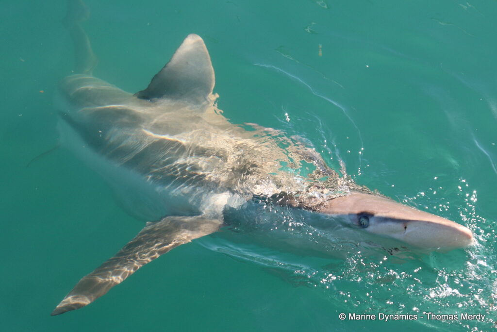 Shark cage diving, Gansbaai, South Africa