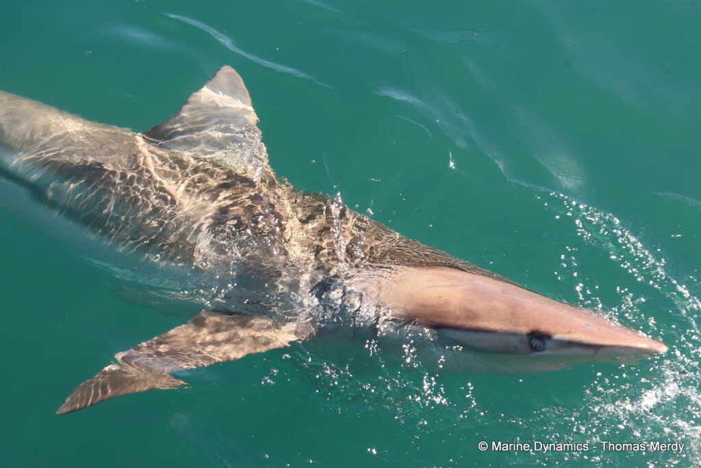 Shark cage diving, Gansbaai, South Africa