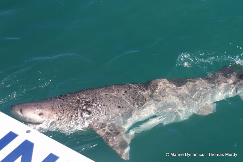 Shark cage diving, Gansbaai, South Africa