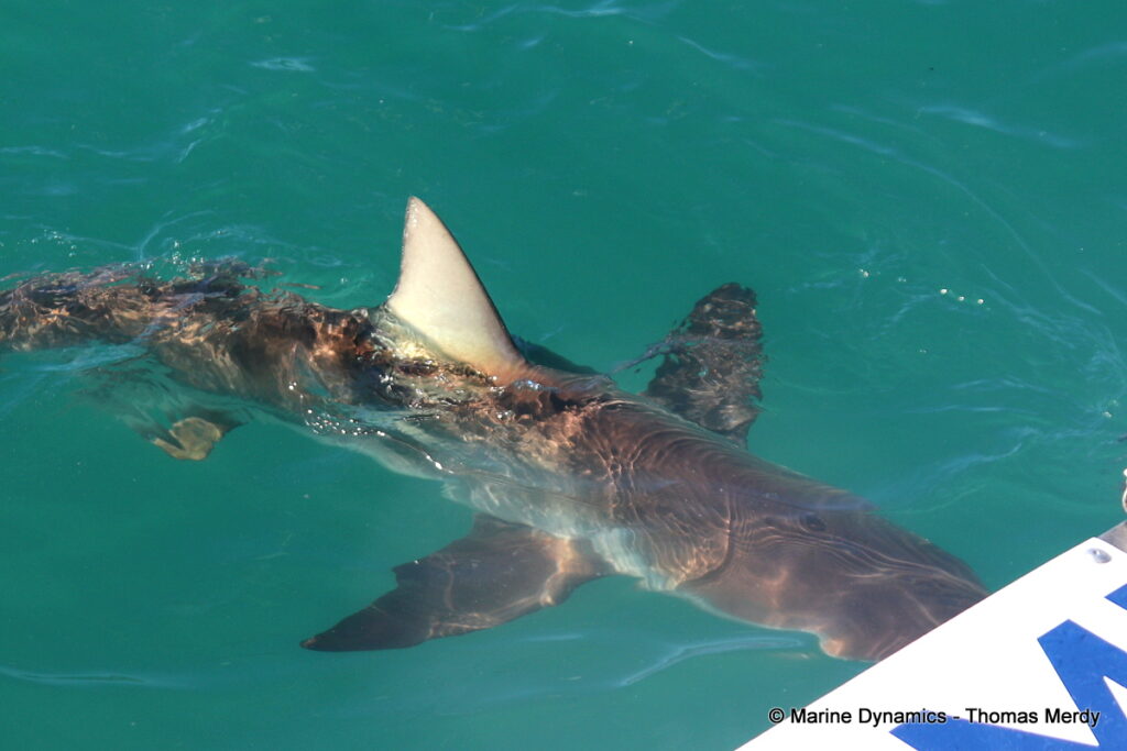 Shark cage diving, Gansbaai, South Africa