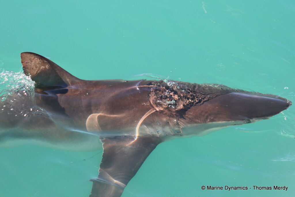 Shark cage diving, Gansbaai, South Africa
